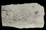 Beetle Fossil and Insect Cluster - Green River Formation, Utah #101587-1